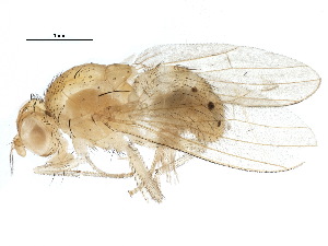  (Sapromyza zetterstedti - BIOUG12524-F07)  @14 [ ] CreativeCommons - Attribution (2015) CBG Photography Group Centre for Biodiversity Genomics