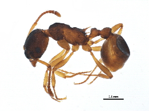  (Myrmica kotokui - BIOUG15363-E06)  @15 [ ] CreativeCommons - Attribution (2015) CBG Photography Group Centre for Biodiversity Genomics