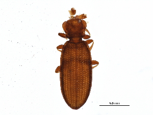  ( - BIOUG15363-G12)  @14 [ ] CreativeCommons - Attribution (2015) CBG Photography Group Centre for Biodiversity Genomics