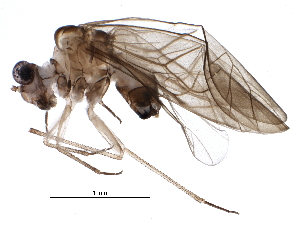  (Neopsocopsis - BIOUG15364-C07)  @14 [ ] CreativeCommons - Attribution (2015) CBG Photography Group Centre for Biodiversity Genomics