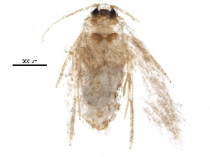  (Ectoedemia olvina - BIOUG15358-F05)  @12 [ ] CreativeCommons - Attribution Non-Commercial Share-Alike (2015) CBG Photography Group Centre for Biodiversity Genomics