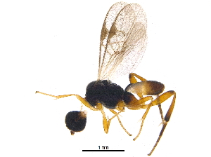  ( - BIOUG15866-D04)  @12 [ ] CreativeCommons - Attribution (2015) CBG Photography Group Centre for Biodiversity Genomics