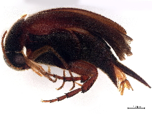  ( - BIOUG15870-B05)  @11 [ ] CreativeCommons - Attribution (2023) CBG Photography Group Centre for Biodiversity Genomics