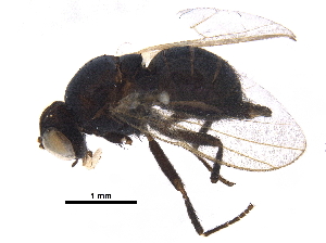  ( - BIOUG26517-A11)  @11 [ ] CreativeCommons - Attribution (2018) CBG Photography Group Centre for Biodiversity Genomics