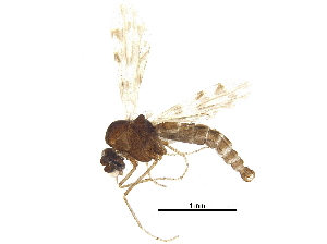  ( - BIOUG26682-A06)  @11 [ ] CreativeCommons - Attribution (2017) CBG Photography Group Centre for Biodiversity Genomics