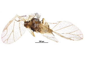  (Aphis ulmariae - BIOUG26676-B06)  @13 [ ] CreativeCommons - Attribution (2017) CBG Photography Group Centre for Biodiversity Genomics