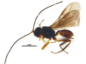  (Chorebus granulosus - BIOUG27350-C09)  @13 [ ] CreativeCommons - Attribution (2017) CBG Photography Group Centre for Biodiversity Genomics