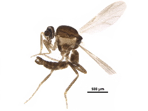  ( - BIOUG27848-D06)  @11 [ ] CreativeCommons - Attribution (2018) CBG Photography Group Centre for Biodiversity Genomics