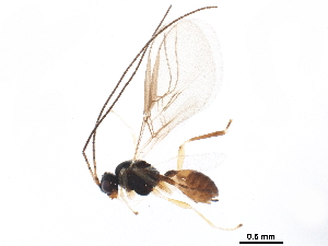  ( - BIOUG27891-D10)  @13 [ ] CreativeCommons - Attribution (2017) CBG Photography Group Centre for Biodiversity Genomics