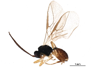  (Heterolexis - BIOUG37624-C10)  @14 [ ] CreativeCommons - Attribution (2019) CBG Photography Group Centre for Biodiversity Genomics