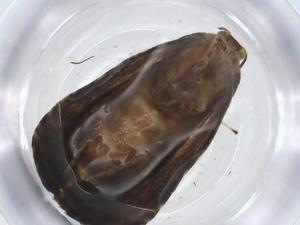  ( - CBG-A21995-D09)  @11 [ ] CreativeCommons - Attribution Share - Alike (2023) Centre for Biodiversity Genomics Centre for Biodiversity Genomics