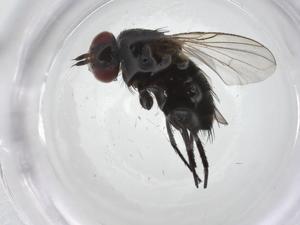  ( - CBG-A22006-C01)  @11 [ ] CreativeCommons - Attribution Share - Alike (2023) Centre for Biodiversity Genomics Centre for Biodiversity Genomics