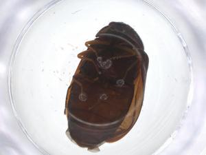  ( - CBG-A22008-H01)  @11 [ ] CreativeCommons - Attribution Share - Alike (2023) Centre for Biodiversity Genomics Centre for Biodiversity Genomics