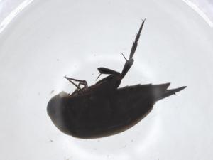  ( - CBG-A22865-F09)  @11 [ ] CreativeCommons - Attribution Share - Alike (2023) Centre for Biodiversity Genomics Centre for Biodiversity Genomics