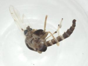  ( - CBG-A25777-E12)  @11 [ ] CreativeCommons - Attribution Share - Alike (2024) Centre for Biodiversity Genomics Centre for Biodiversity Genomics