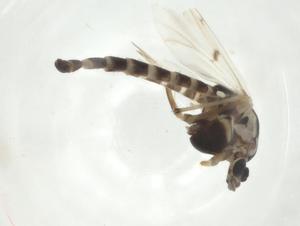  ( - CBG-A25786-H02)  @11 [ ] CreativeCommons - Attribution Share - Alike (2024) Centre for Biodiversity Genomics Centre for Biodiversity Genomics