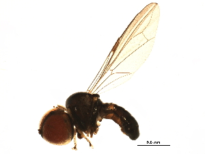  (Collinias sp. SAf1 - BIOUG08946-F03)  @13 [ ] CreativeCommons - Attribution (2014) CBG Photography Group Centre for Biodiversity Genomics