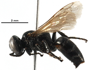  (Tachysphex barkeri - BIOUG09150-B10)  @15 [ ] CreativeCommons - Attribution (2016) CBG Photography Group Centre for Biodiversity Genomics