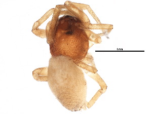  (Trachelas canariensis - BIOUG09316-G11)  @11 [ ] CreativeCommons - Attribution (2015) CBG Photography Group Centre for Biodiversity Genomics