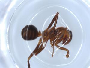  ( - BIOUG51790-D08)  @11 [ ] CreativeCommons - Attribution (2020) Centre for Biodiversity Genomics Centre for Biodiversity Genomics