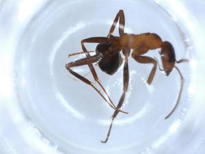  ( - BIOUG51790-D07)  @11 [ ] CreativeCommons - Attribution (2020) Centre for Biodiversity Genomics Centre for Biodiversity Genomics