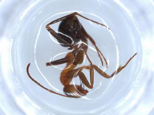  ( - BIOUG51790-D03)  @11 [ ] CreativeCommons - Attribution (2020) Centre for Biodiversity Genomics Centre for Biodiversity Genomics