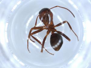  ( - BIOUG51790-D02)  @11 [ ] CreativeCommons - Attribution (2020) Centre for Biodiversity Genomics Centre for Biodiversity Genomics