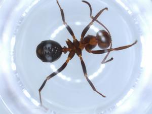  ( - BIOUG51872-D10)  @11 [ ] CreativeCommons - Attribution (2020) Centre for Biodiversity Genomics Centre for Biodiversity Genomics