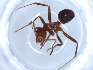  ( - BIOUG51872-D08)  @11 [ ] CreativeCommons - Attribution (2020) Centre for Biodiversity Genomics Centre for Biodiversity Genomics