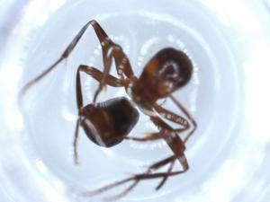  ( - BIOUG51872-E04)  @11 [ ] CreativeCommons - Attribution (2020) Centre for Biodiversity Genomics Centre for Biodiversity Genomics