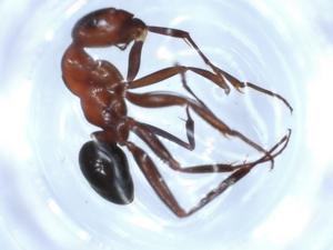  ( - BIOUG51872-E09)  @11 [ ] CreativeCommons - Attribution (2020) Centre for Biodiversity Genomics Centre for Biodiversity Genomics