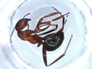  ( - BIOUG51899-E12)  @11 [ ] CreativeCommons - Attribution (2020) Centre for Biodiversity Genomics Centre for Biodiversity Genomics