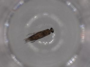  (Ochrotrichia spinulata - BIOUG52197-F06)  @11 [ ] CreativeCommons - Attribution (2020) Centre for Biodiversity Genomics Centre for Biodiversity Genomics