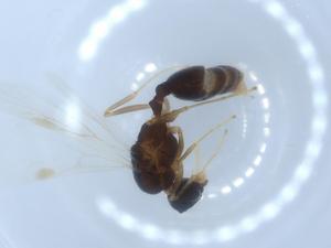  ( - BIOUG51999-H01)  @11 [ ] CreativeCommons - Attribution (2020) Centre for Biodiversity Genomics Centre for Biodiversity Genomics