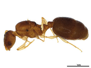  ( - BIOUG52000-A08)  @11 [ ] CreativeCommons - Attribution Share - Alike (2023) CBG Photography Group Centre for Biodiversity Genomics