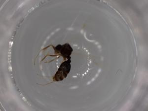  ( - BIOUG52000-A03)  @11 [ ] CreativeCommons - Attribution (2020) Centre for Biodiversity Genomics Centre for Biodiversity Genomics