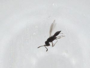  ( - CBG-A19755-E02)  @11 [ ] CreativeCommons - Attribution Share - Alike (2023) Centre for Biodiversity Genomics Centre for Biodiversity Genomics