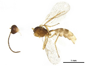  ( - BIOUG38222-F08)  @11 [ ] CreativeCommons - Attribution (2018) CBG Photography Group Centre for Biodiversity Genomics