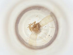  (Microcephalops sp. China3 - BIOUG38132-C01)  @11 [ ] CreativeCommons - Attribution Share - Alike (2023) Centre for Biodiversity Genomics Centre for Biodiversity Genomics