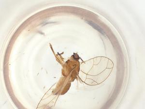  ( - BIOUG38219-B08)  @11 [ ] CreativeCommons - Attribution Share - Alike (2023) Centre for Biodiversity Genomics Centre for Biodiversity Genomics