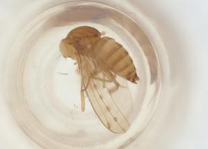  (Drosophila punctatonervosa - BIOUG38229-B05)  @11 [ ] CreativeCommons - Attribution Share - Alike (2023) Centre for Biodiversity Genomics Centre for Biodiversity Genomics