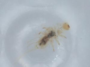  (Caccoleptus - BIOUG67320-B05)  @11 [ ] CreativeCommons - Attribution (2021) Centre for Biodiversity Genomics Centre for Biodiversity Genomics