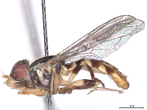  (Toxomerus virgulatus - BIOUG91412-F01)  @14 [ ] CreativeCommons - Attribution Non-Commercial Share-Alike (2022) CBG Photography Group Centre for Biodiversity Genomics