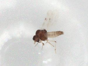  ( - BIOUG92946-E06)  @11 [ ] CreativeCommons - Attribution (2022) Centre for Biodiversity Genomics Centre for Biodiversity Genomics