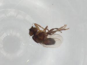  ( - BIOUG92956-B04)  @11 [ ] CreativeCommons - Attribution (2022) Centre for Biodiversity Genomics Centre for Biodiversity Genomics