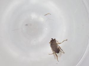  ( - BIOUG93323-A05)  @11 [ ] CreativeCommons - Attribution (2022) Centre for Biodiversity Genomics Centre for Biodiversity Genomics