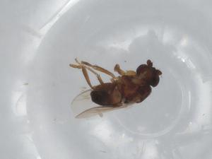  ( - BIOUG93417-H07)  @11 [ ] CreativeCommons - Attribution (2022) Centre for Biodiversity Genomics Centre for Biodiversity Genomics