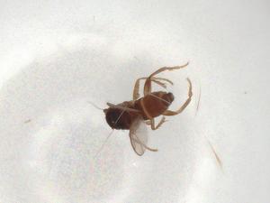  ( - BIOUG93529-B03)  @11 [ ] CreativeCommons - Attribution (2022) Centre for Biodiversity Genomics Centre for Biodiversity Genomics