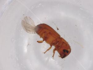  ( - BIOUG96216-F05)  @11 [ ] CreativeCommons - Attribution (2022) Centre for Biodiversity Genomics Centre for Biodiversity Genomics