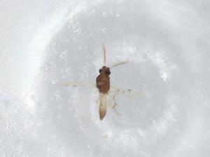  ( - BIOUG94090-G09)  @11 [ ] CreativeCommons - Attribution (2022) Centre for Biodiversity Genomics Centre for Biodiversity Genomics